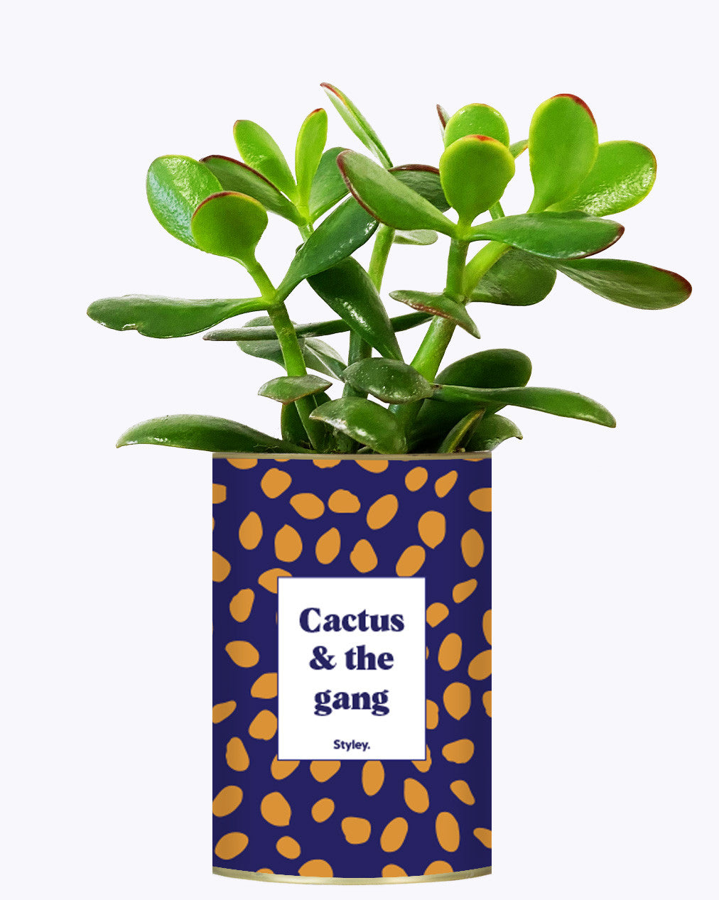 Cactus & the gang - Cactus