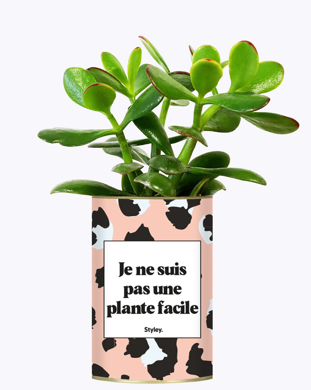 Je ne suis pas une plante facile - Cactus