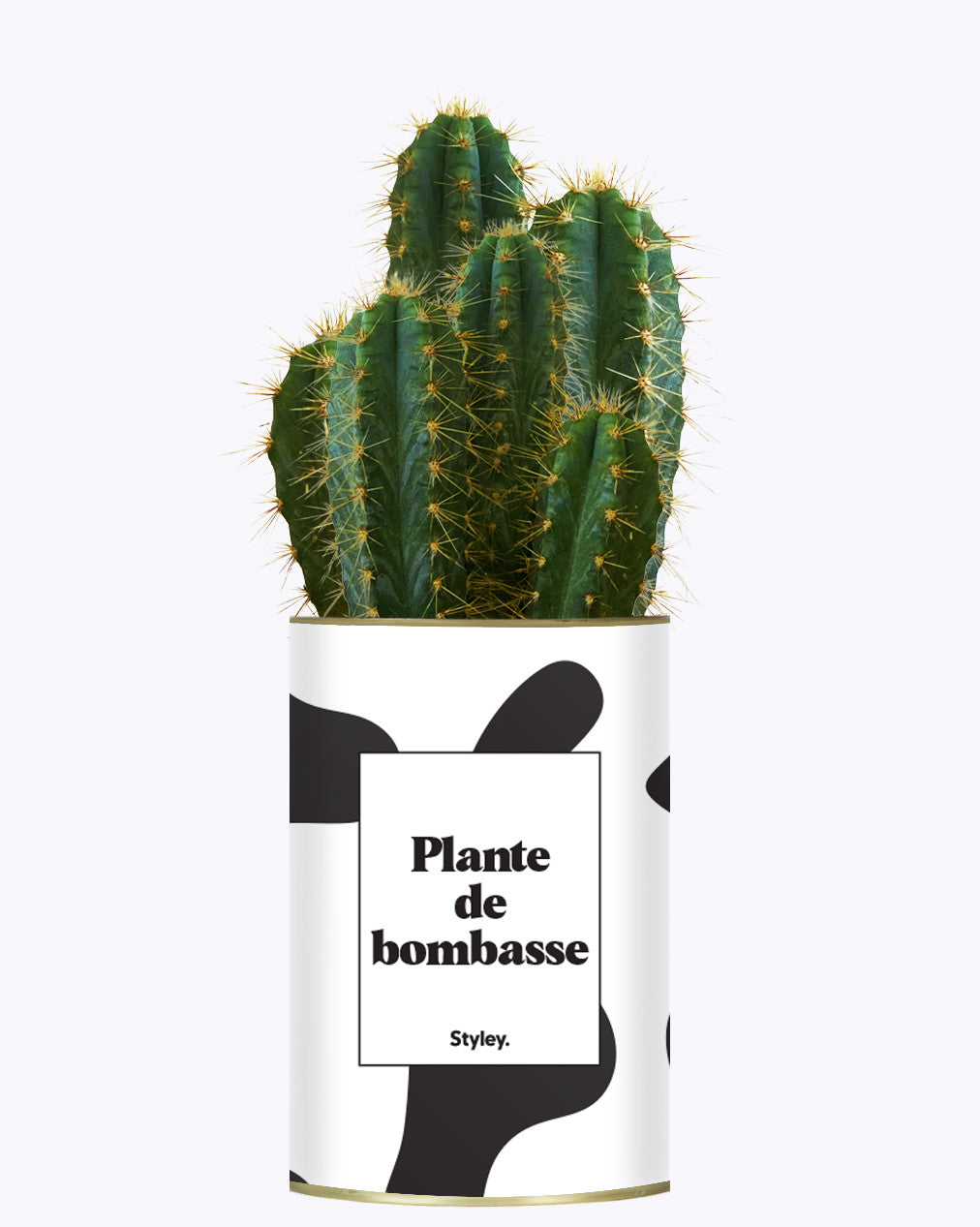 Plante de bombasse - Cactus