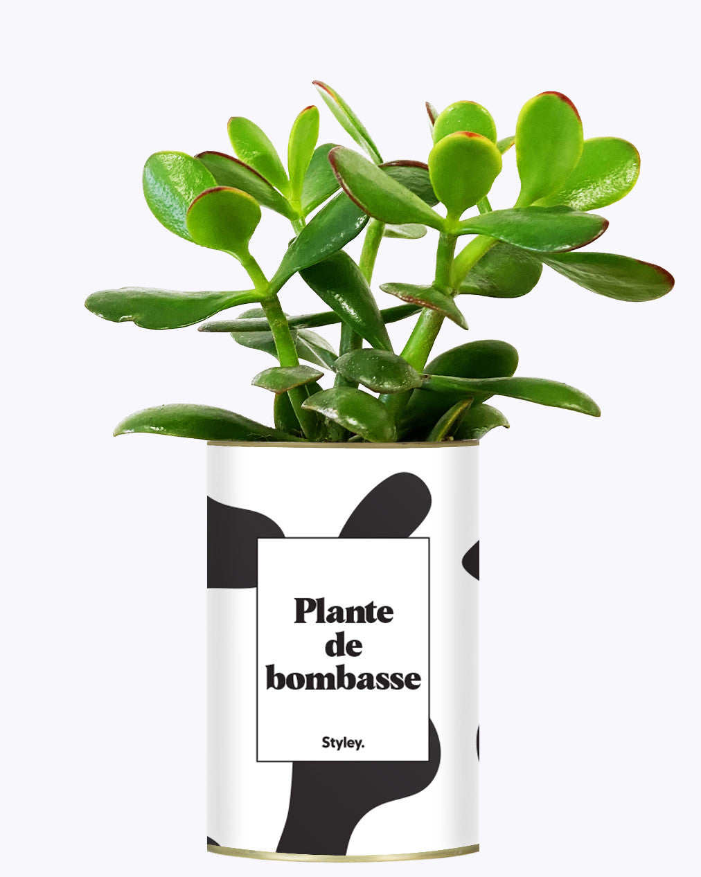 Plante de bombasse - Cactus