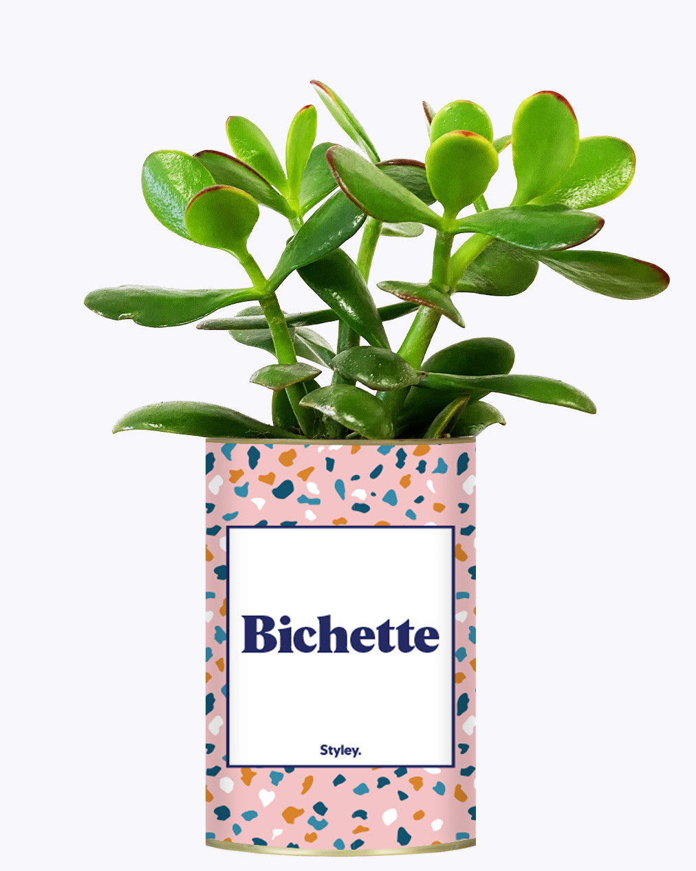 Bichette - Cactus