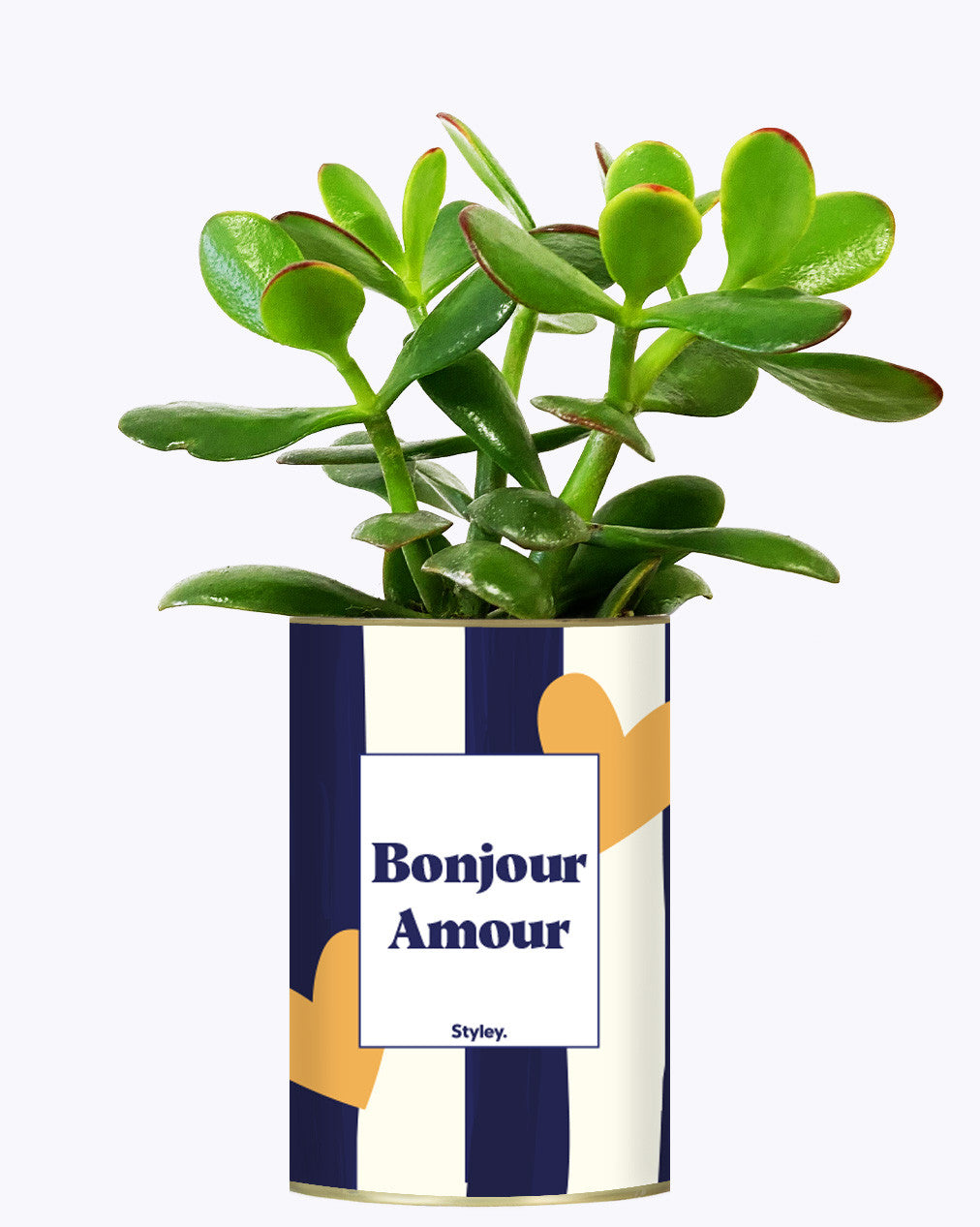 Bonjour Amour - Cactus