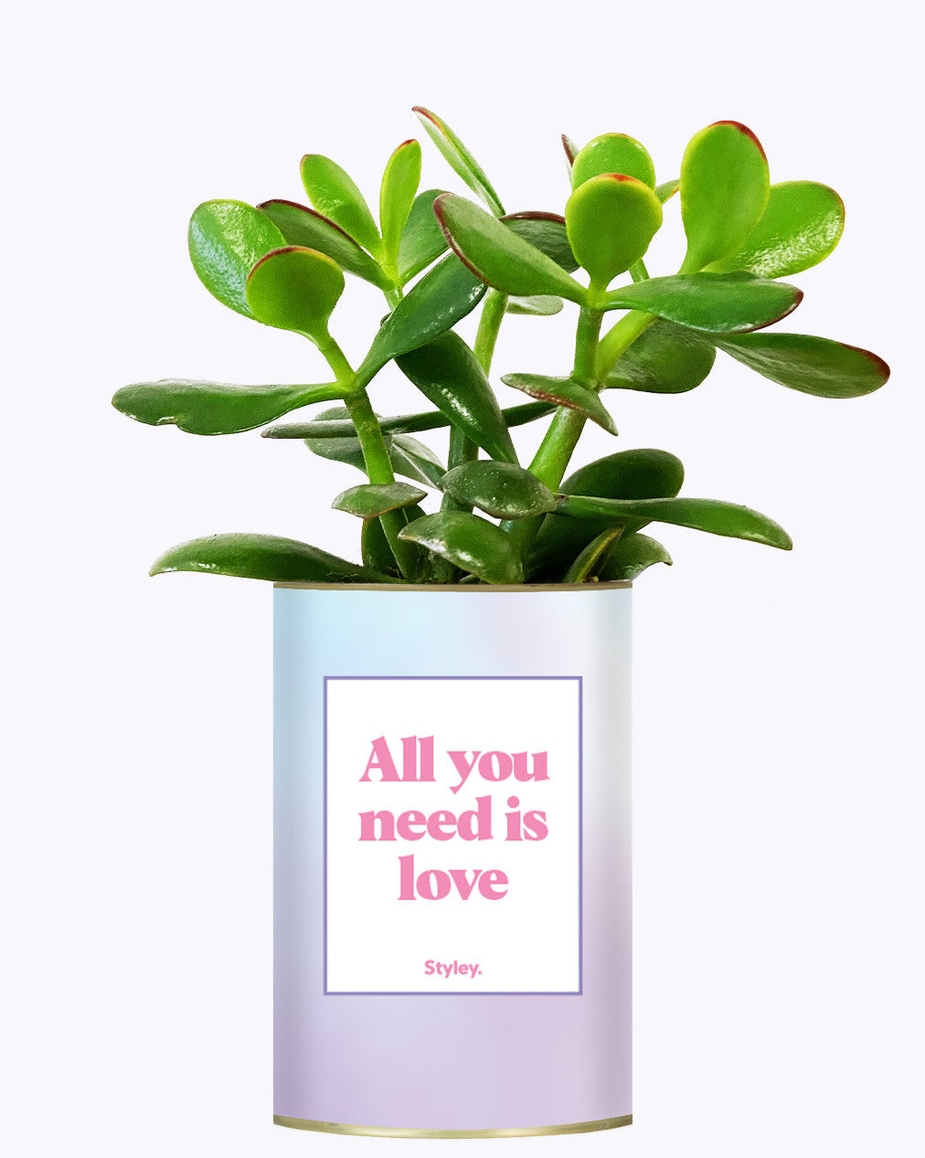 All you need is love - Cactus