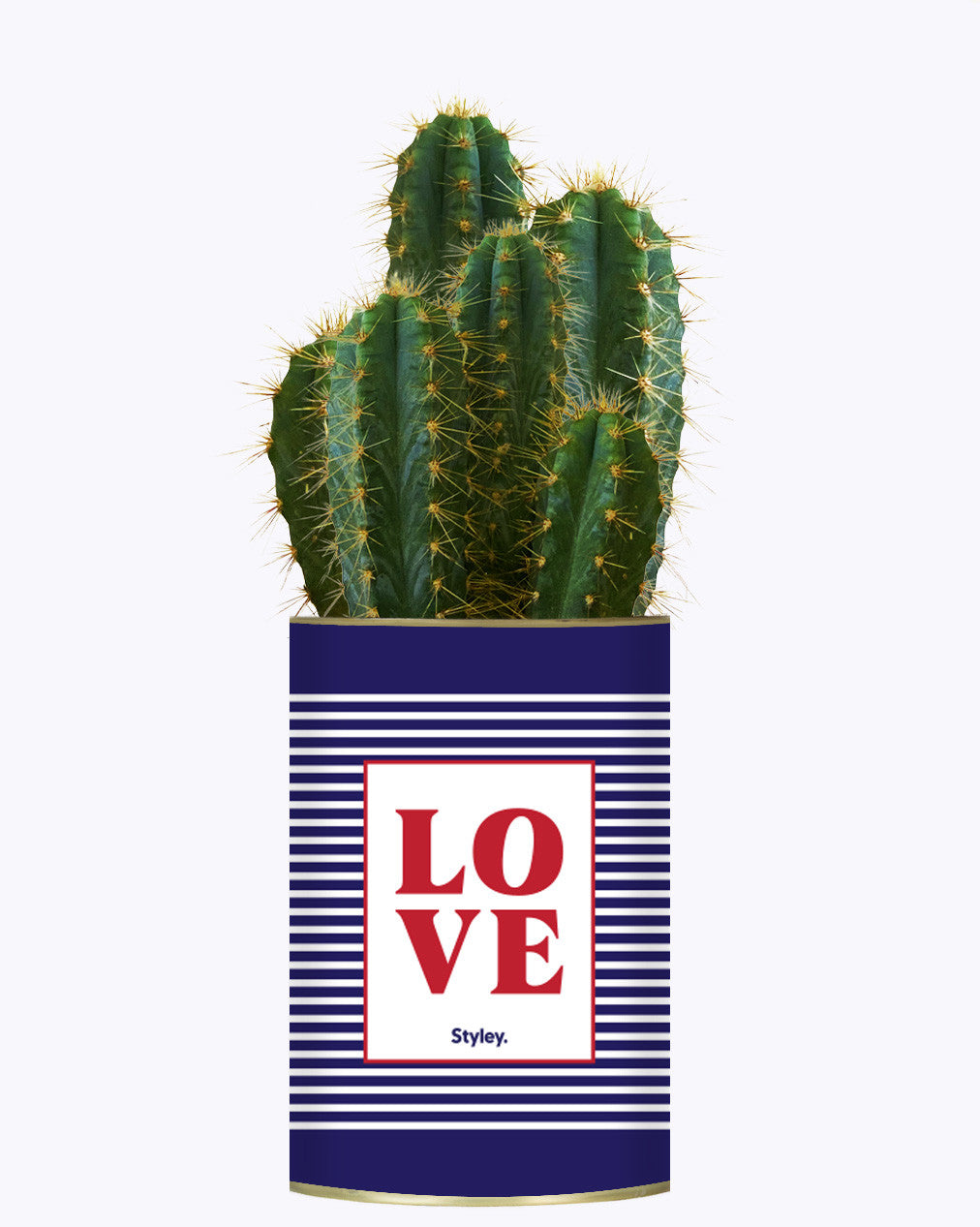 LOVE - Cactus