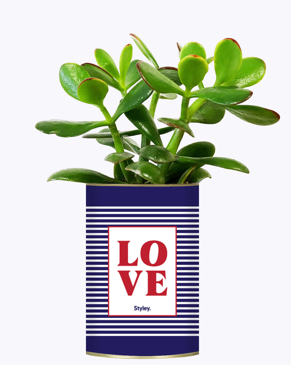 LOVE - Cactus