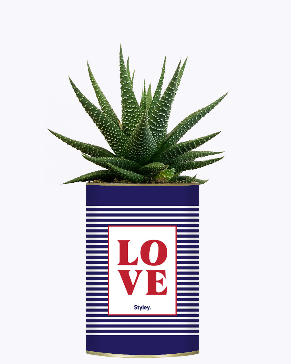 LOVE - Cactus