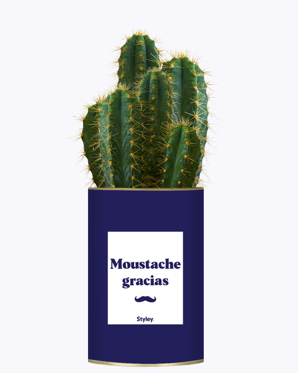 Moustache Gracias - Cactus