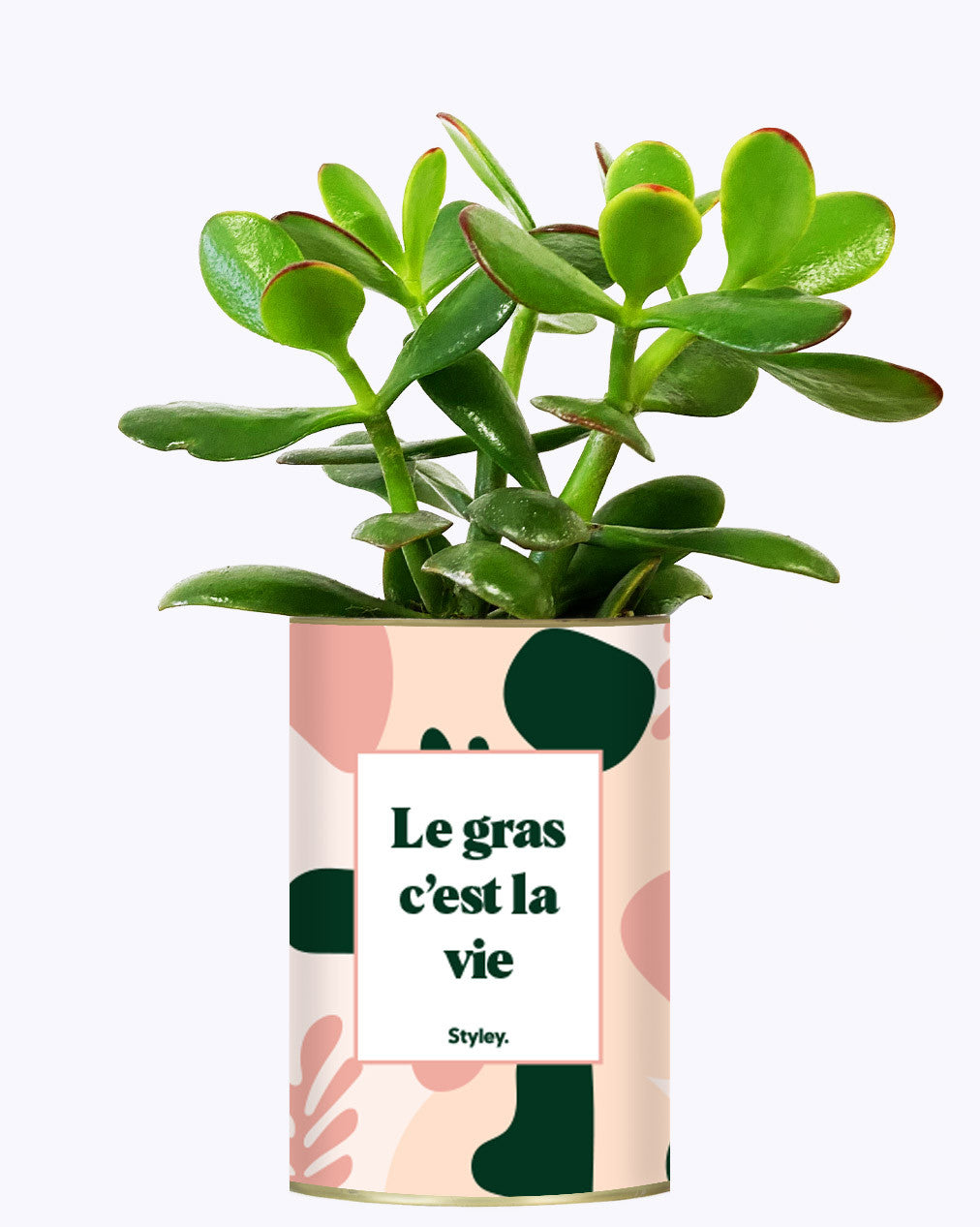 Le gras c'est la vie - Cactus