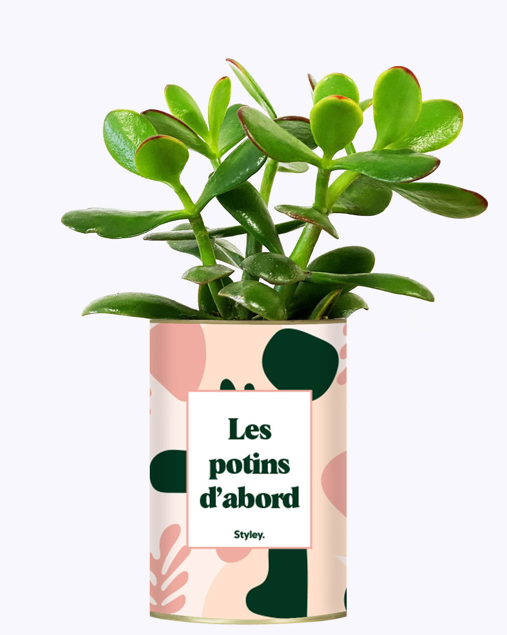 Les potins d'abord - cactus