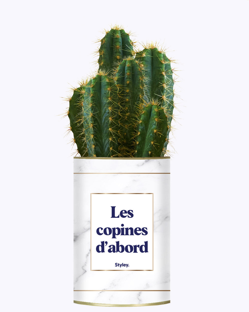 Les copines d'abord - Plante grasse