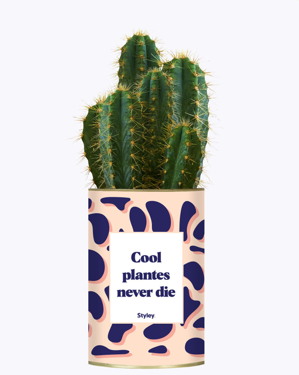 Cool plantes never die - Cactus