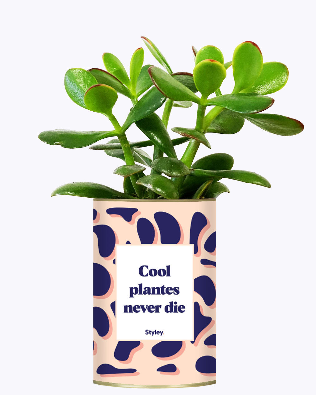 Cool plantes never die - Cactus