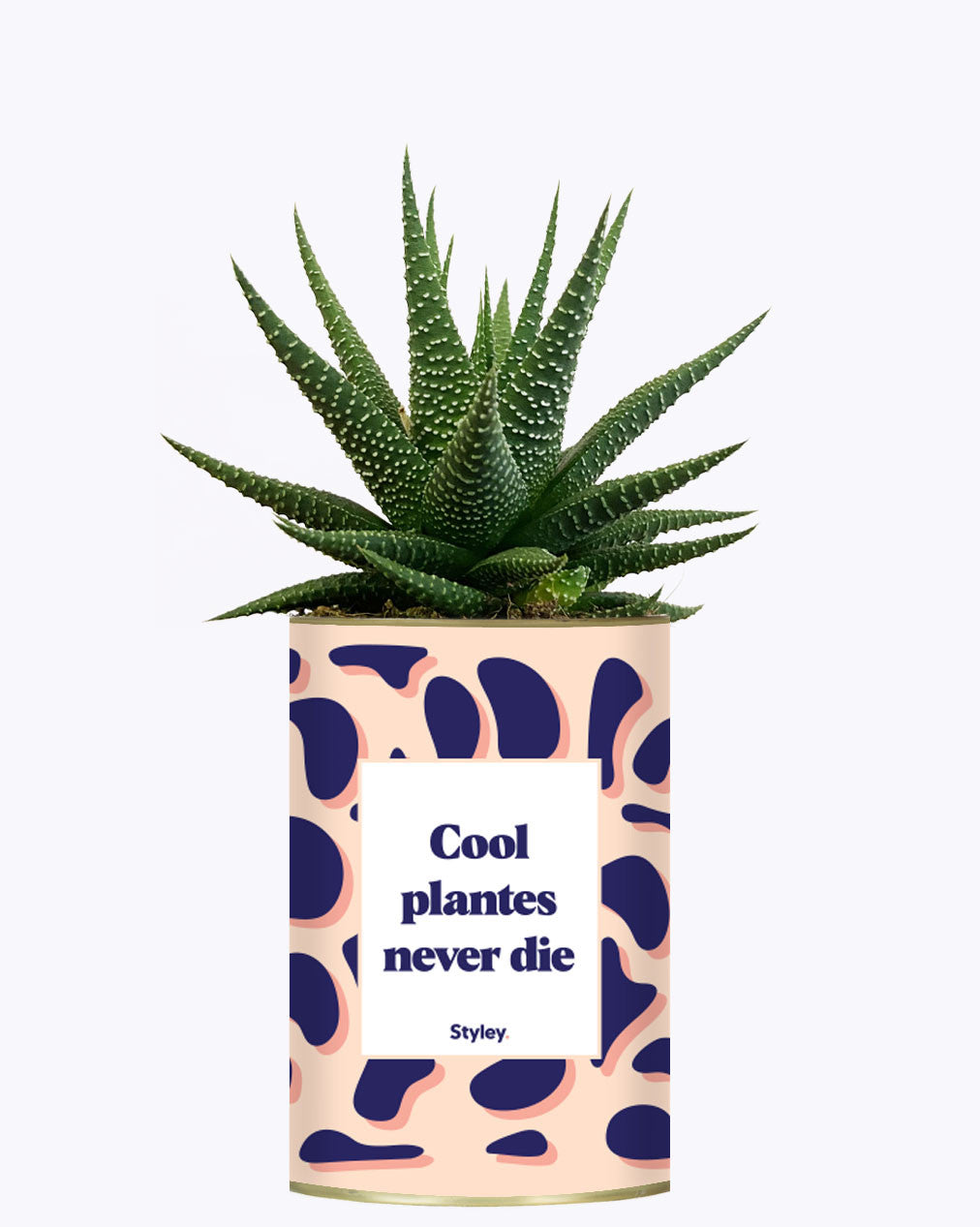 Cool plantes never die - Cactus