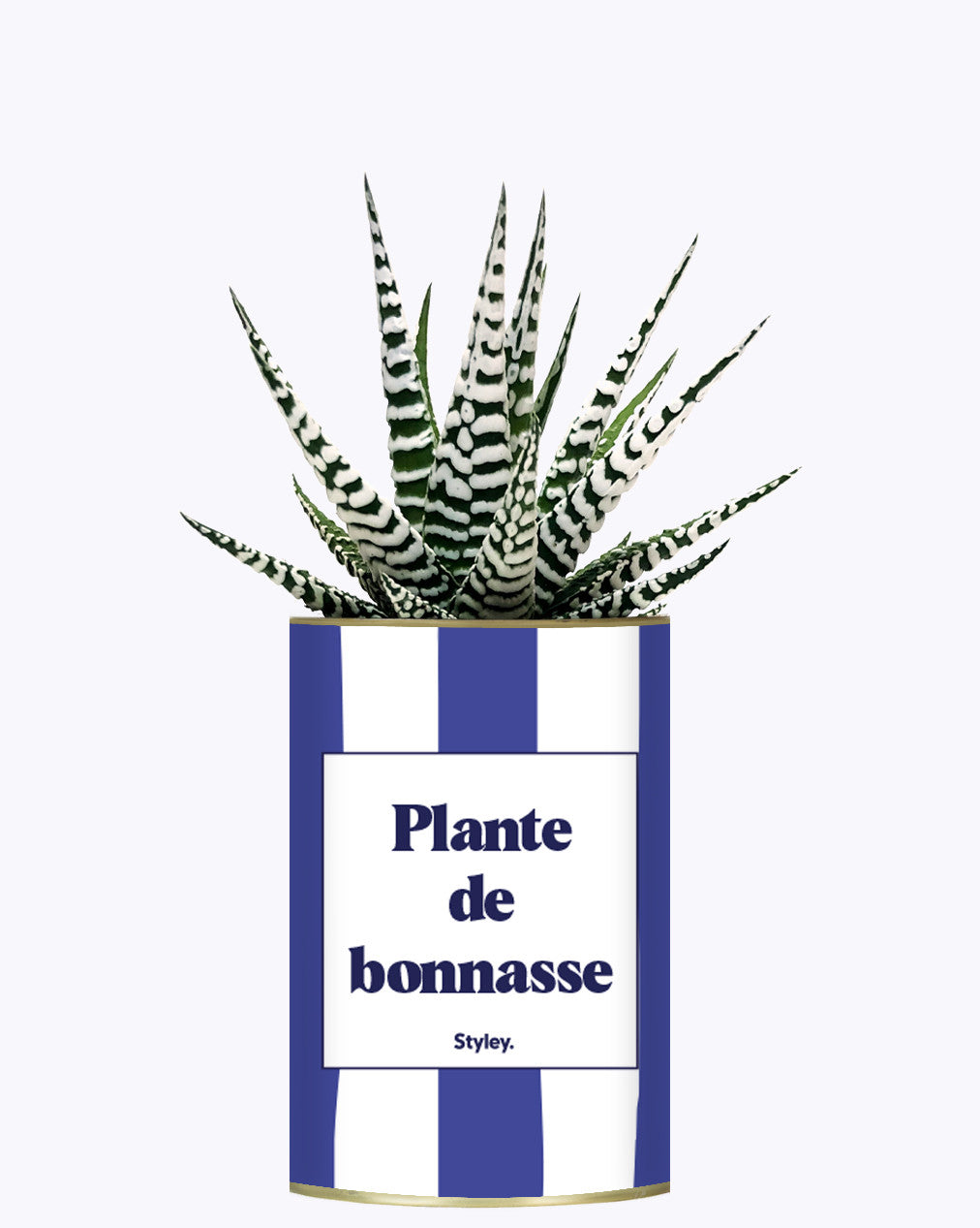 Plante de bonnasse - Plante