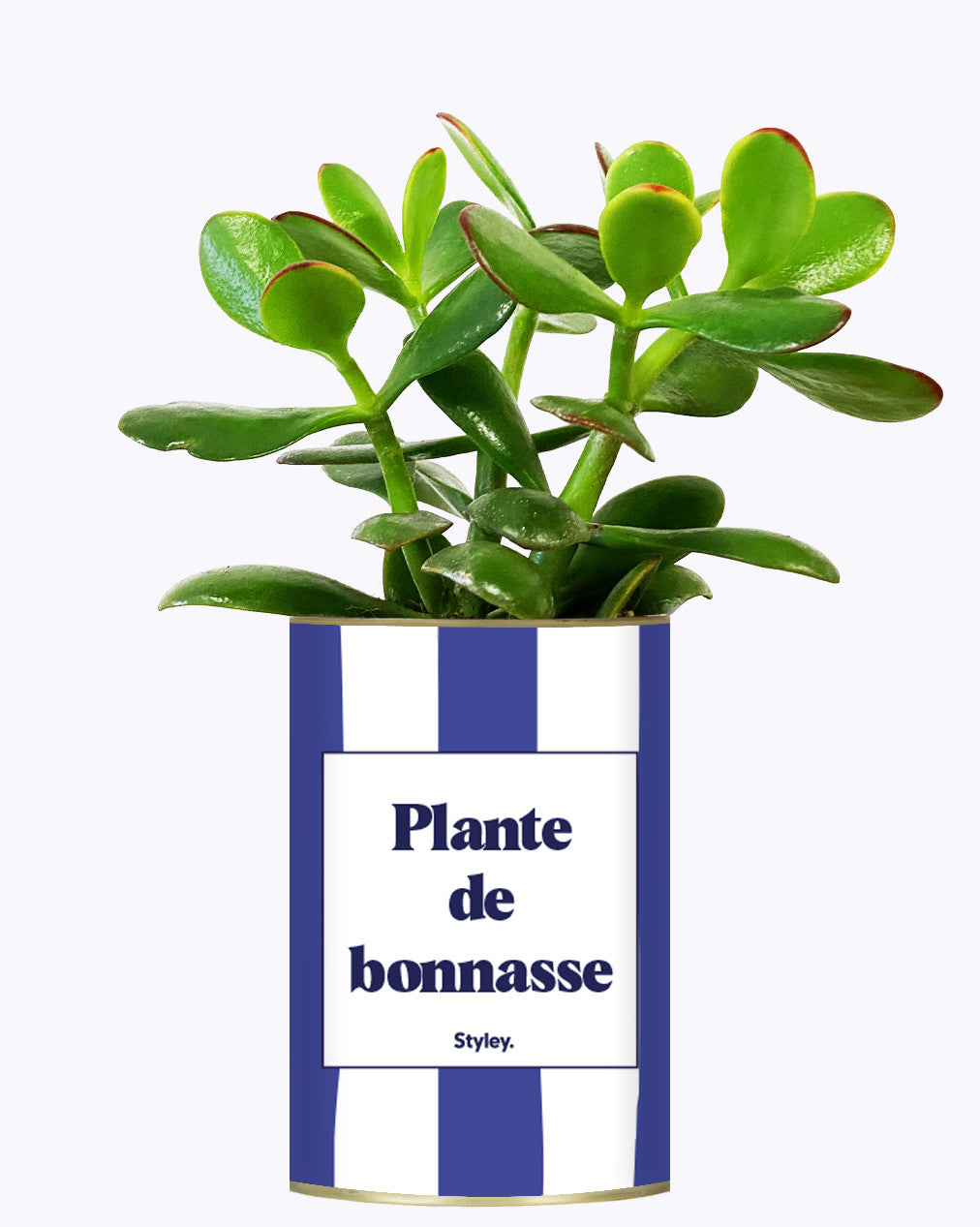 Plante de bonnasse - Plante