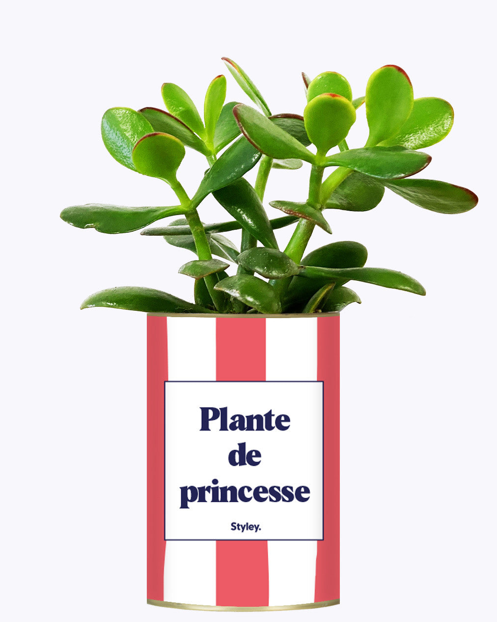 Plante de princesse - Plante