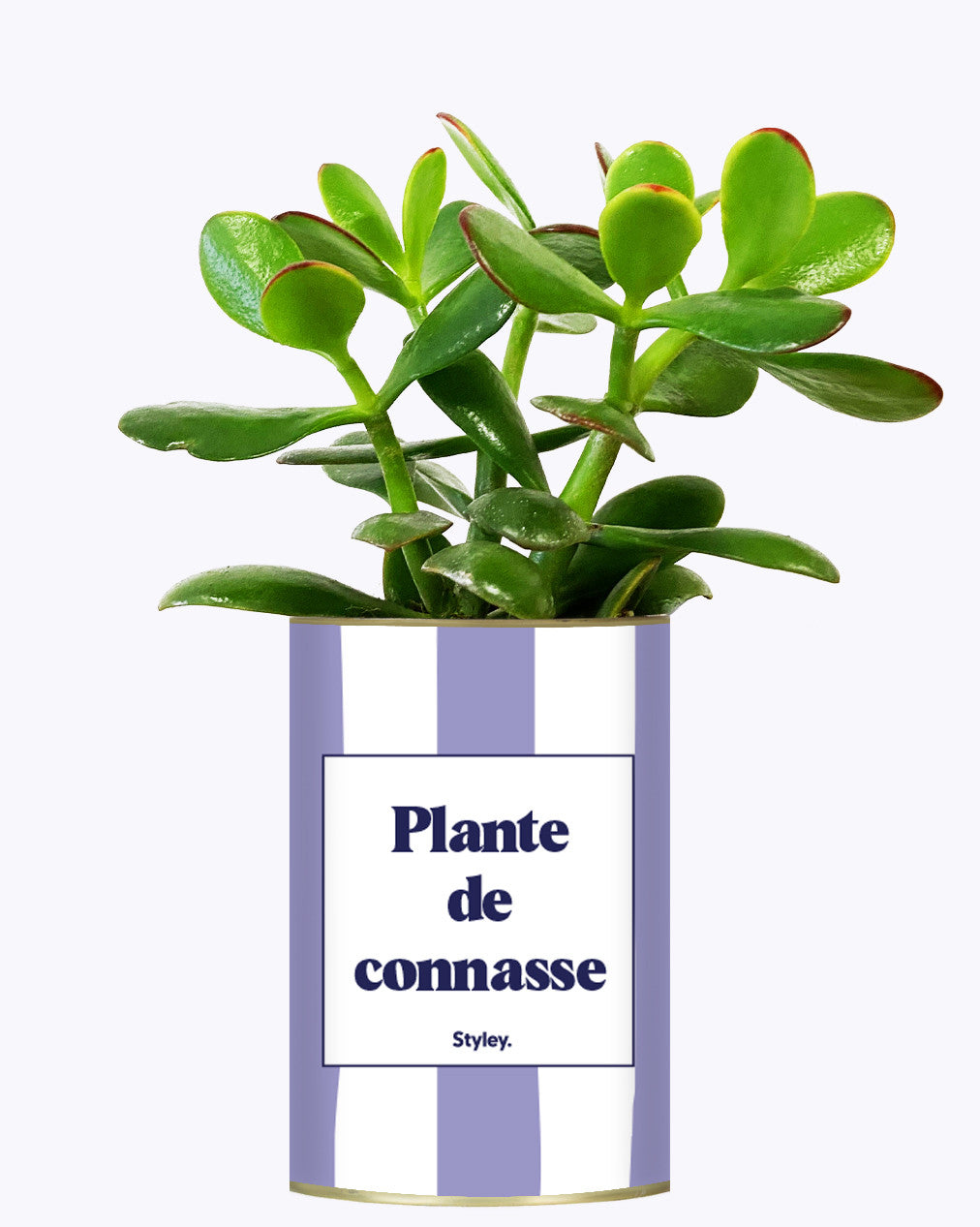 Plante de connasse - Plante