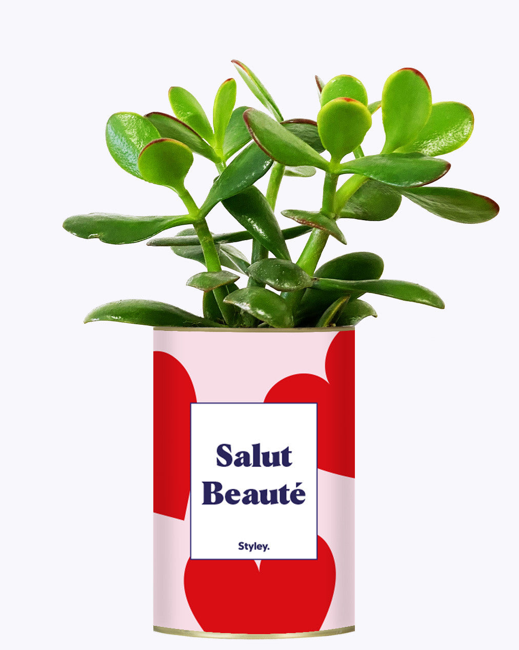 Salut beauté - Plante