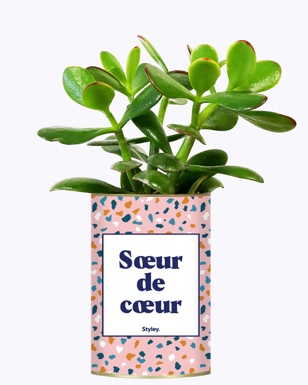 Soeur de coeur - Plante