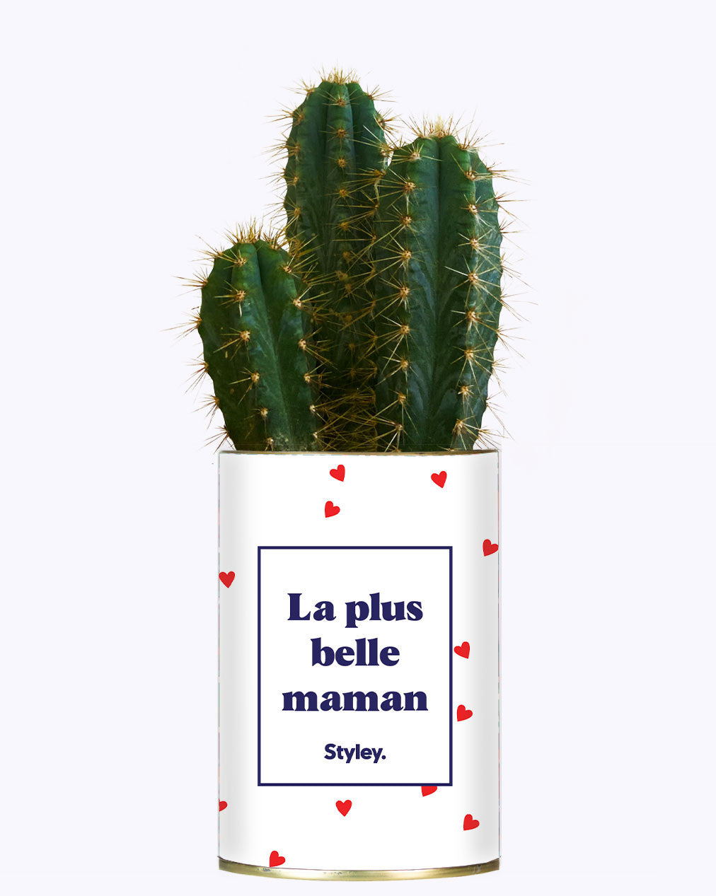 Plante Coup de foudre personnalisable - Cactus
