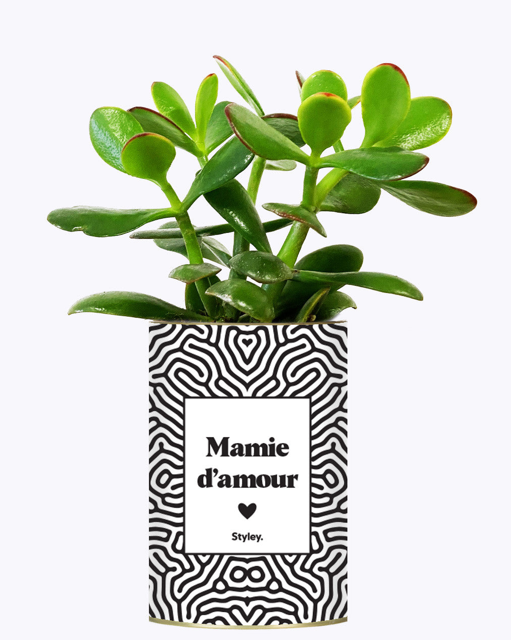 Mamie d'amour - Cactus