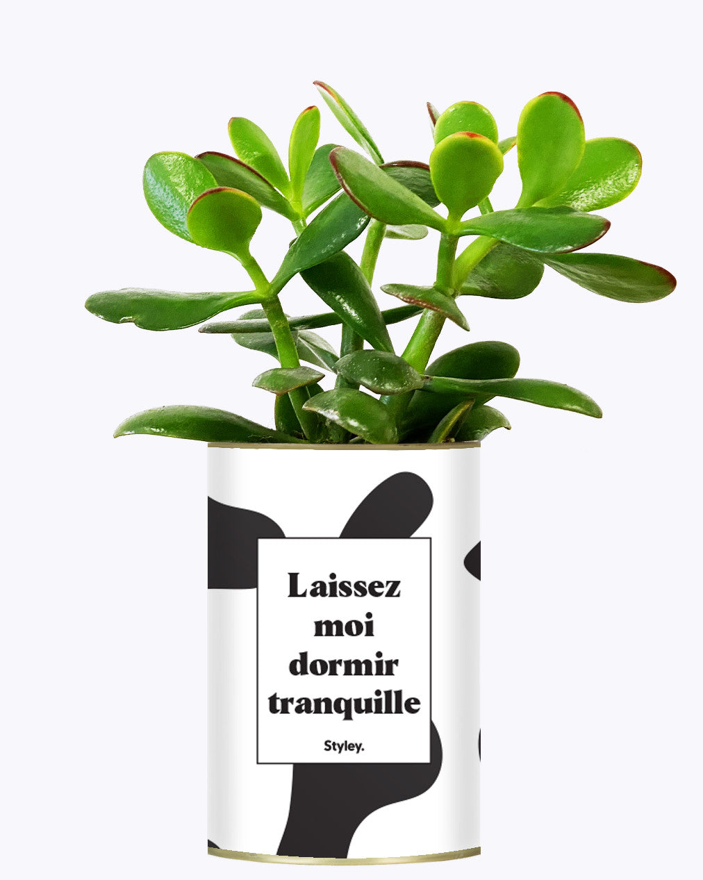 Laissez moi dormir tranquille - Plante