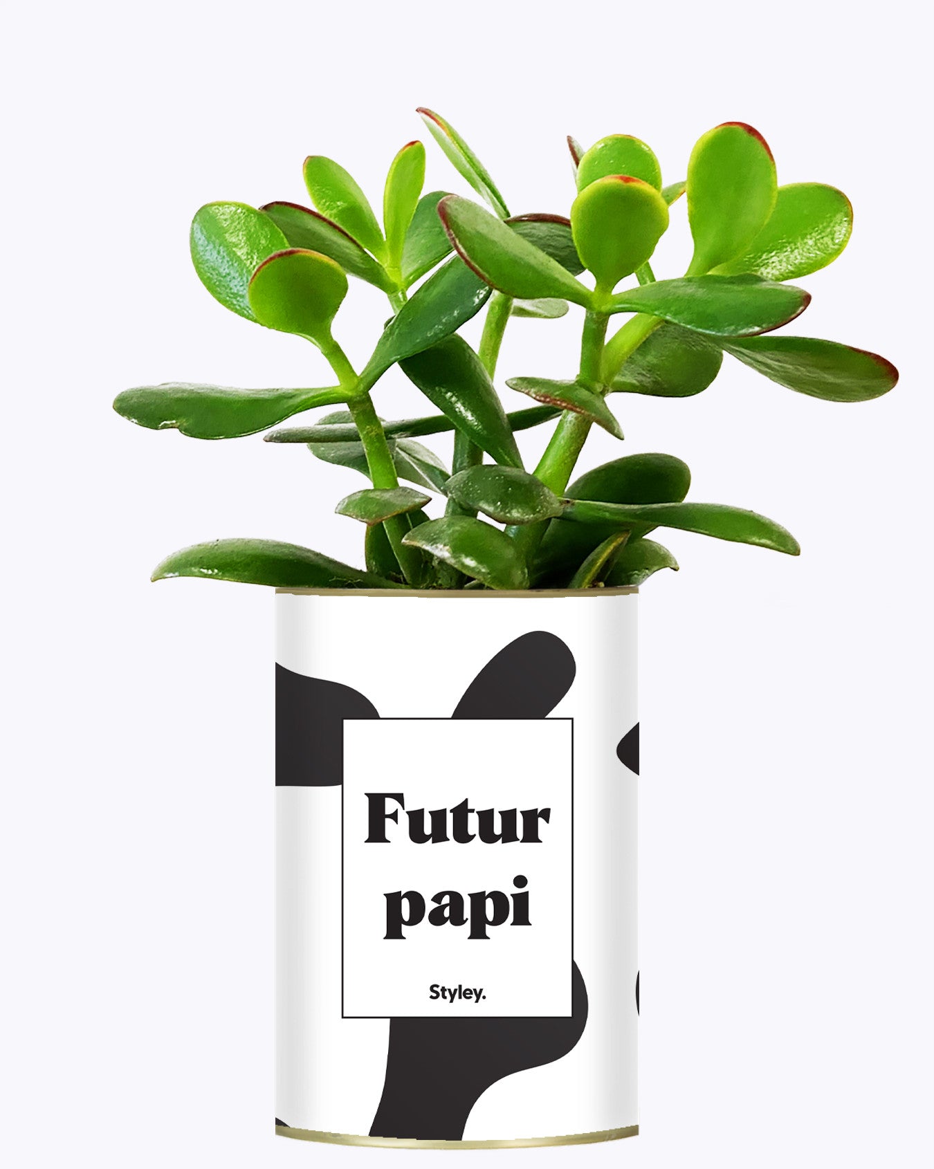 Futur papi - Plante
