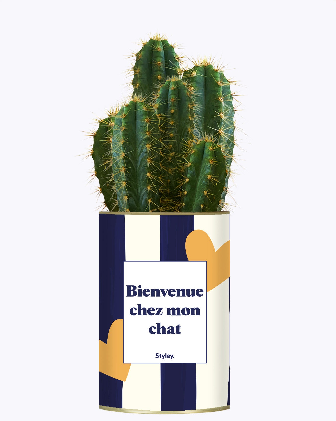 Bienvenue chez mon chat - Cactus