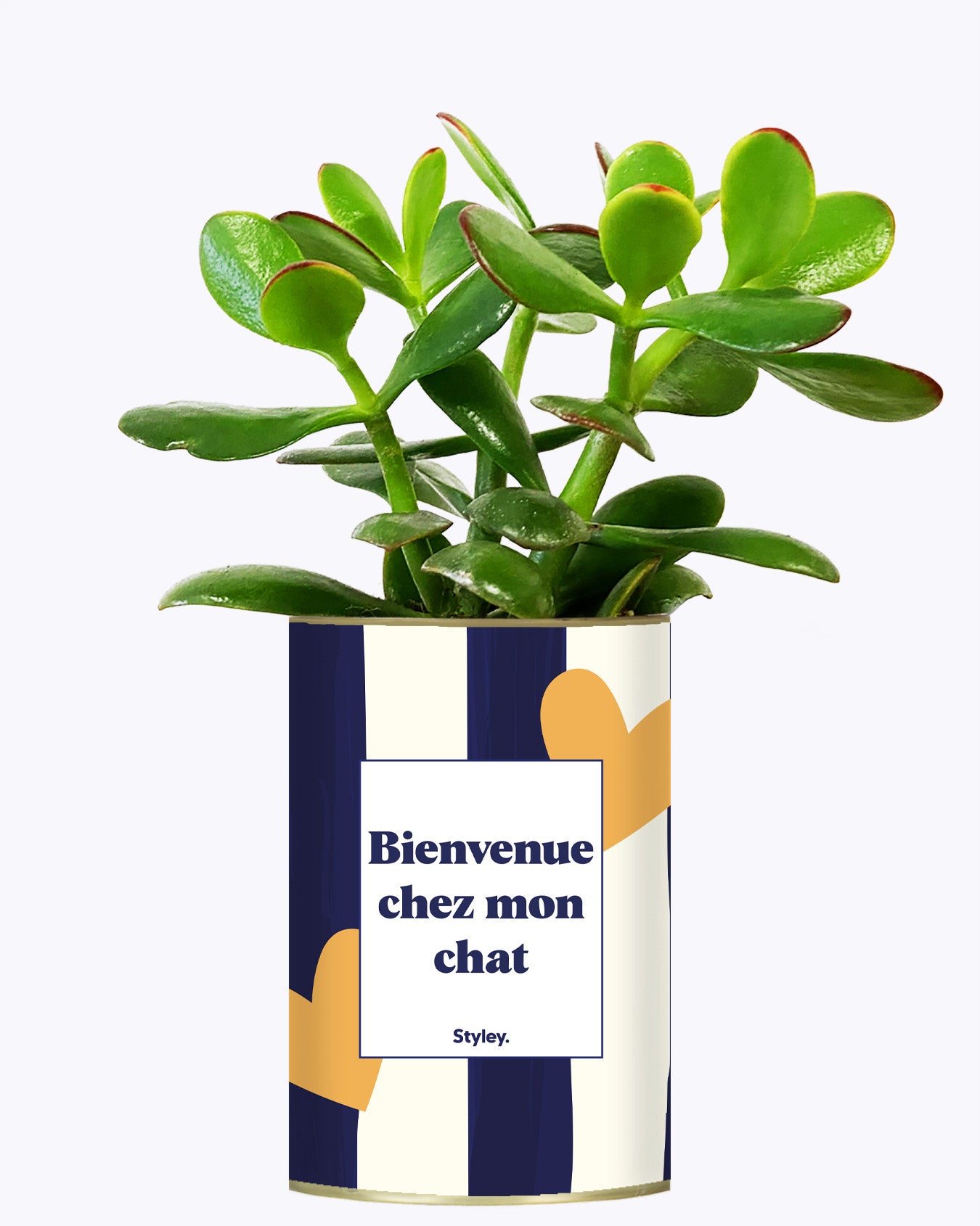 Bienvenue chez mon chat - Cactus