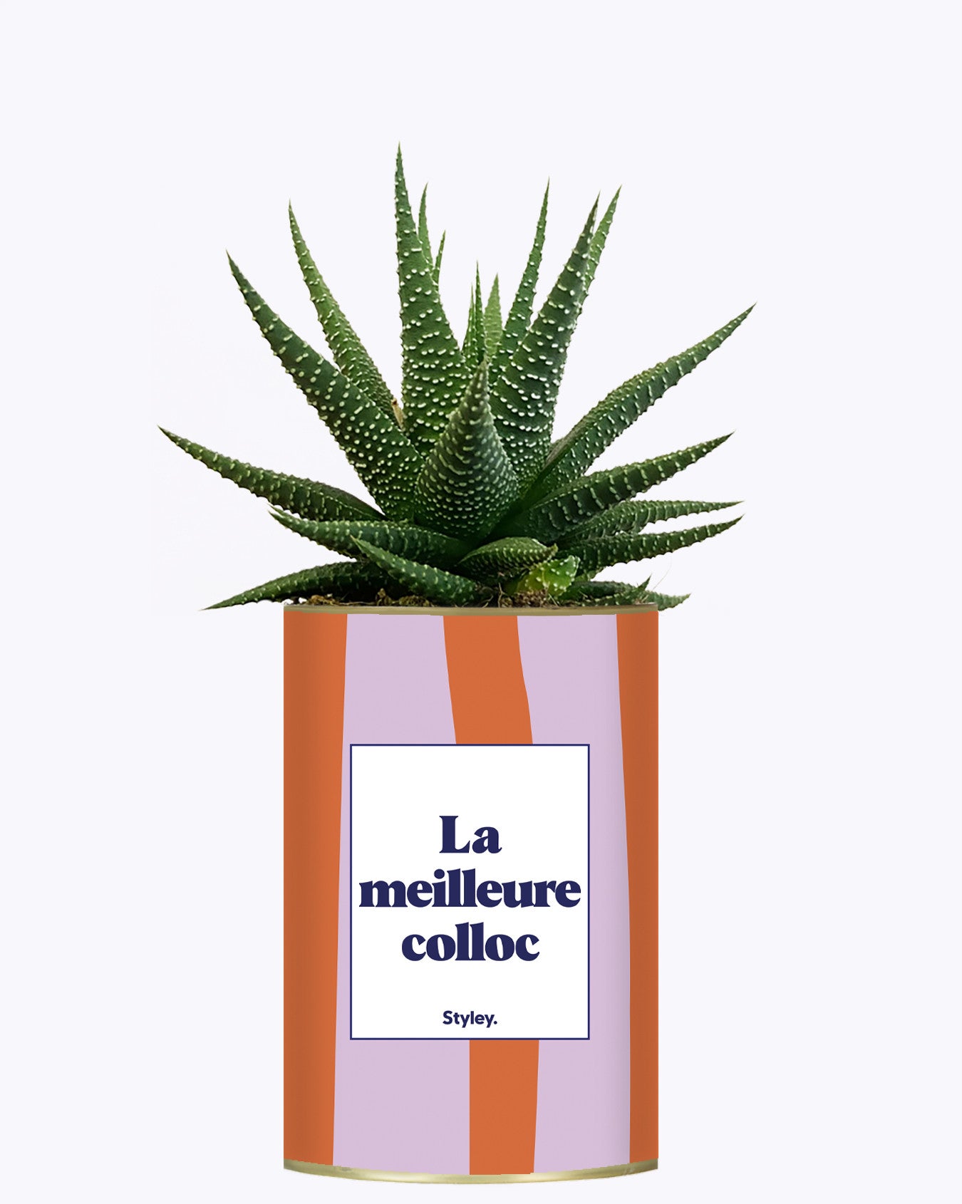 La meilleure colloc - Cactus