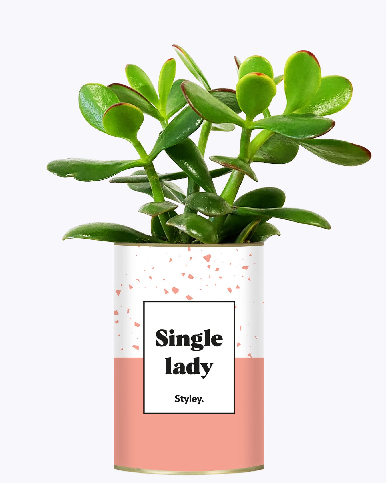 Single Lady - Cactus