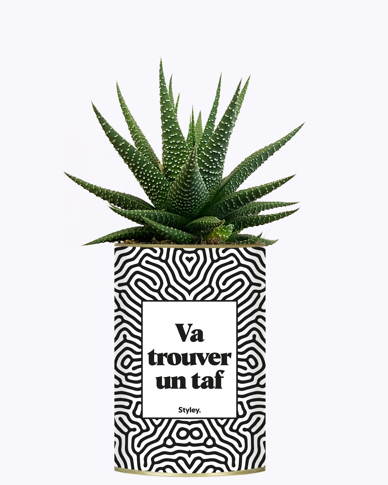 Va trouver un taf - Cactus