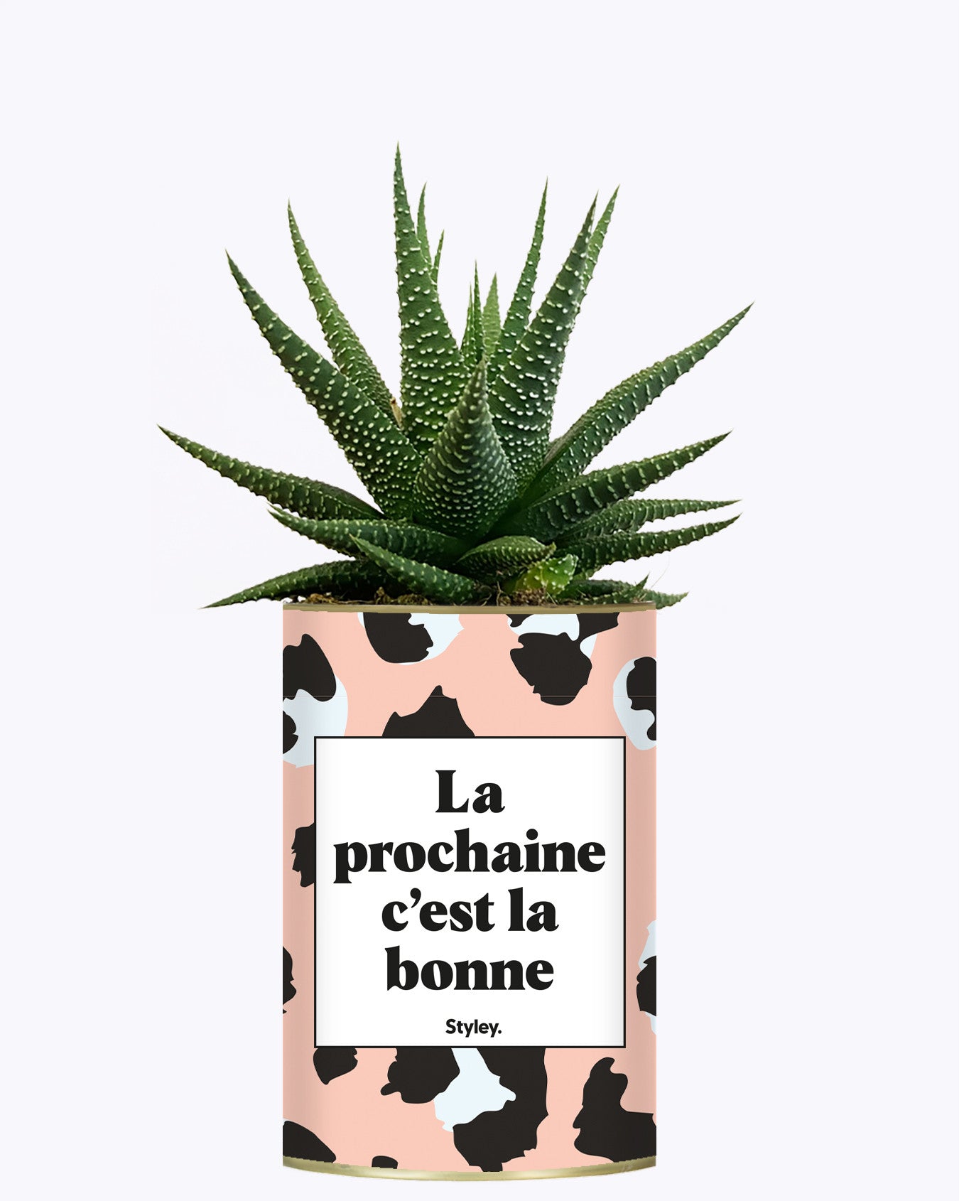 La prochaine c'est la bonne - Cactus
