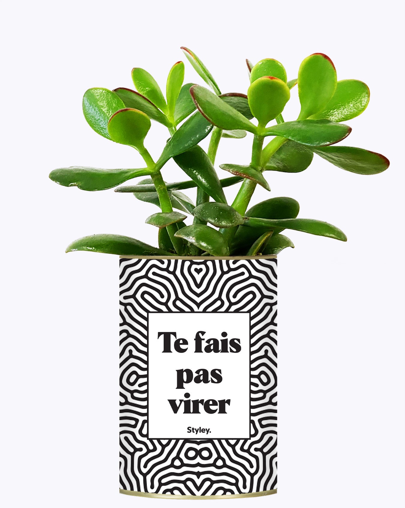 Te fais pas virer - Cactus
