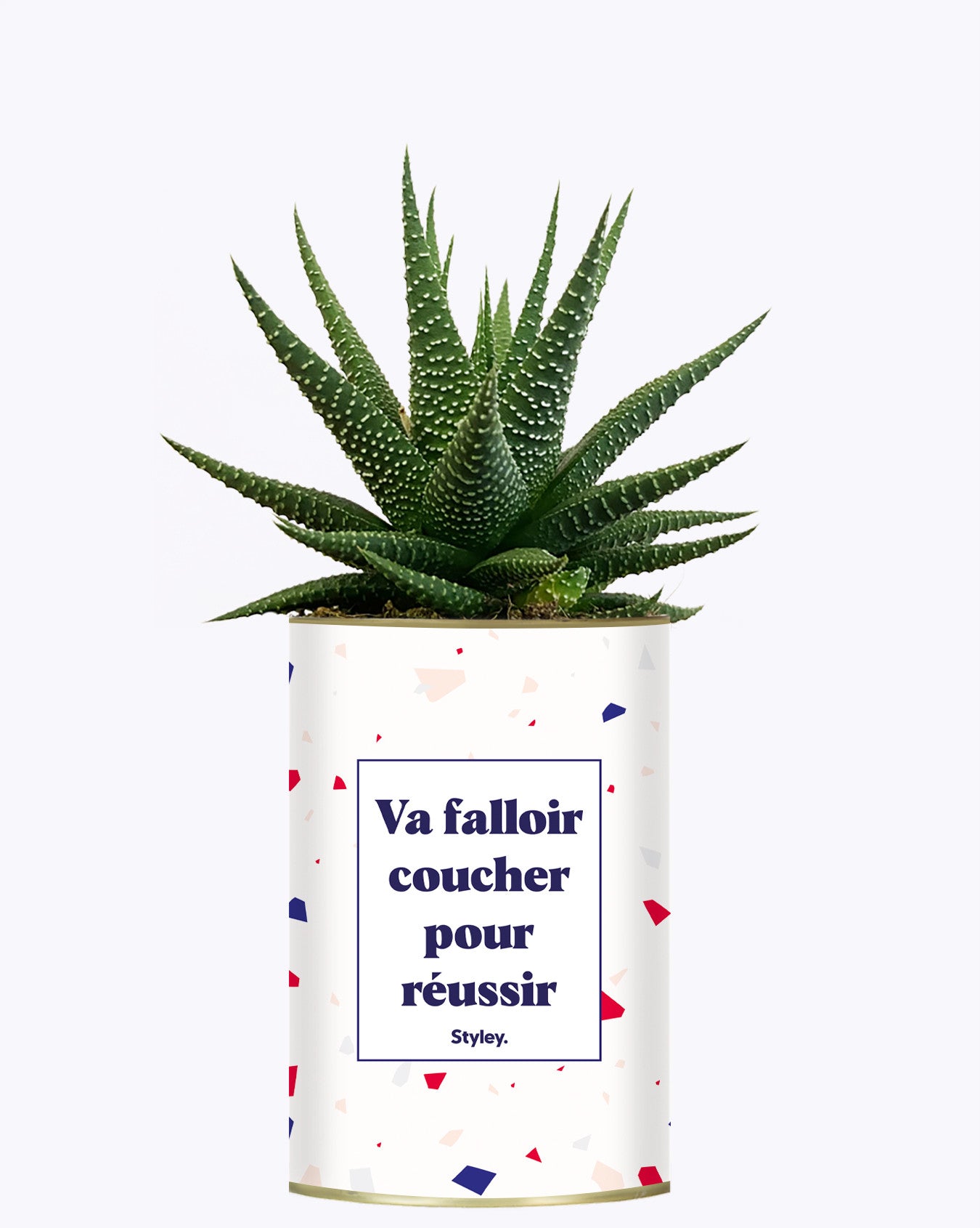 Va falloir coucher pour réussir - Cactus