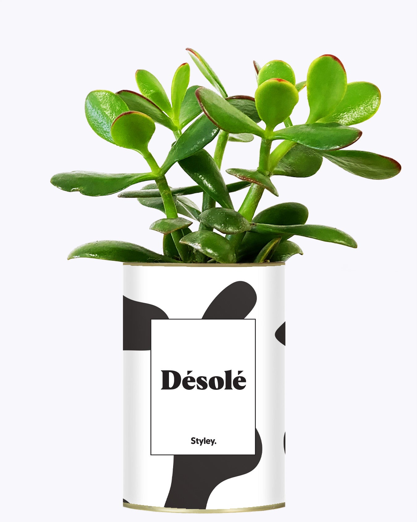 Désolé - Cactus