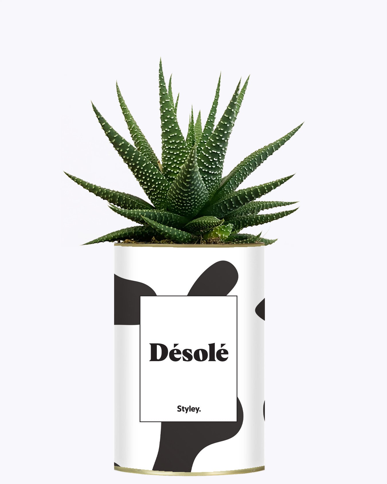Désolé - Cactus