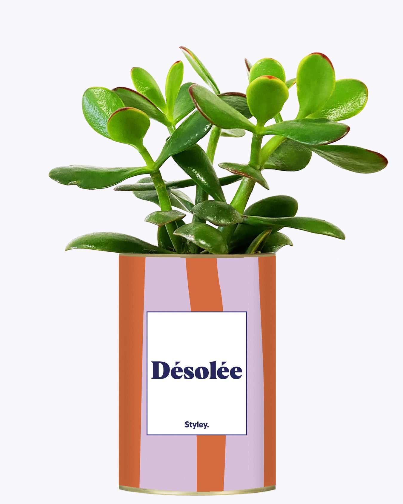 Désolée - Cactus