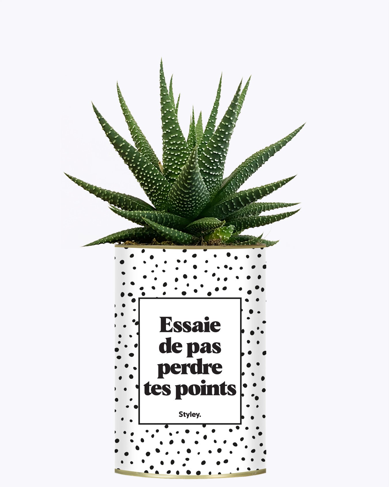 Essaie de ne pas perdre tes points - Cactus