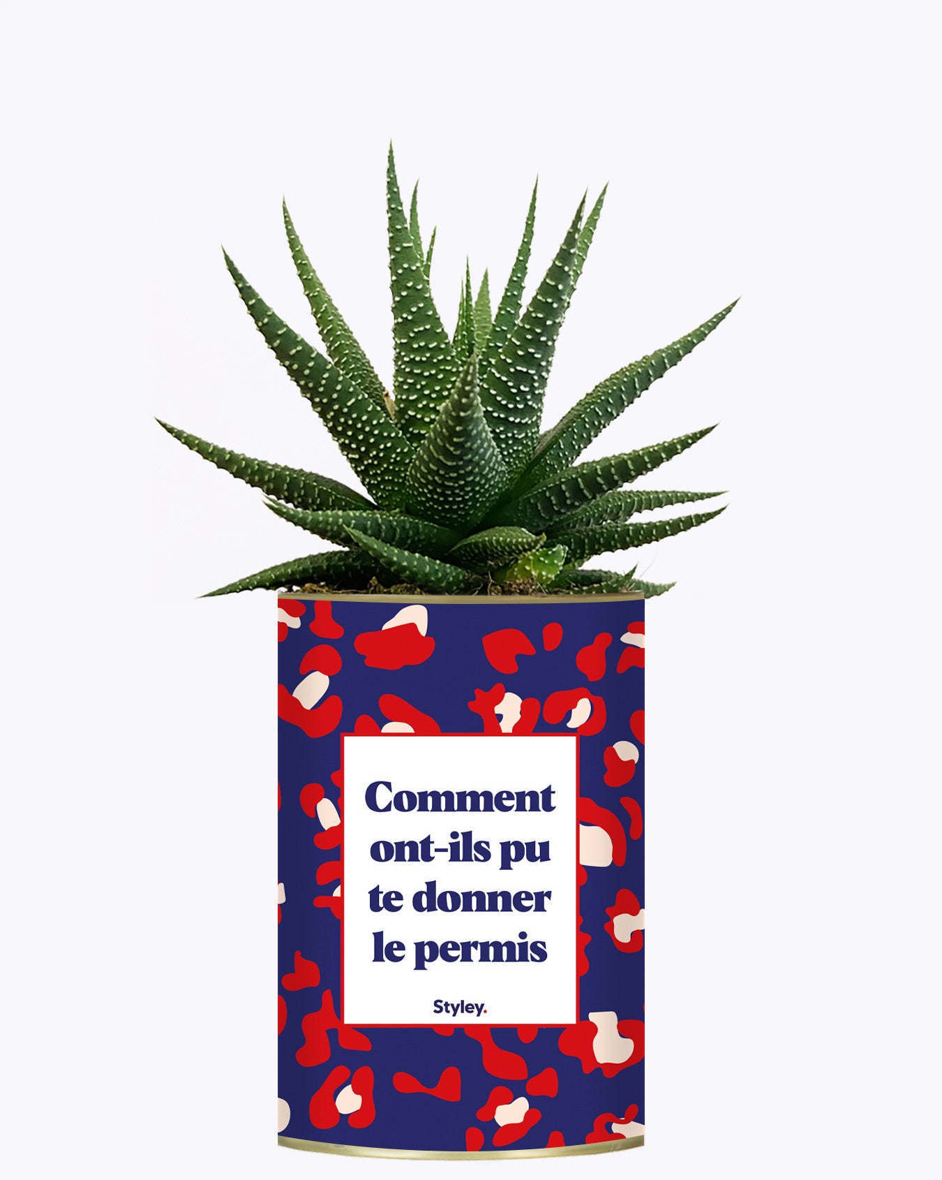Comment ont-ils pu te donner le permis ? - Cactus