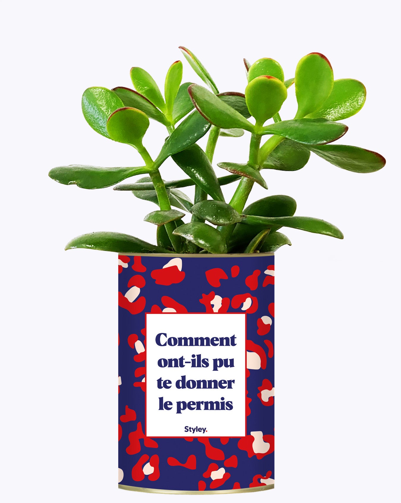 Comment ont-ils pu te donner le permis ? - Cactus