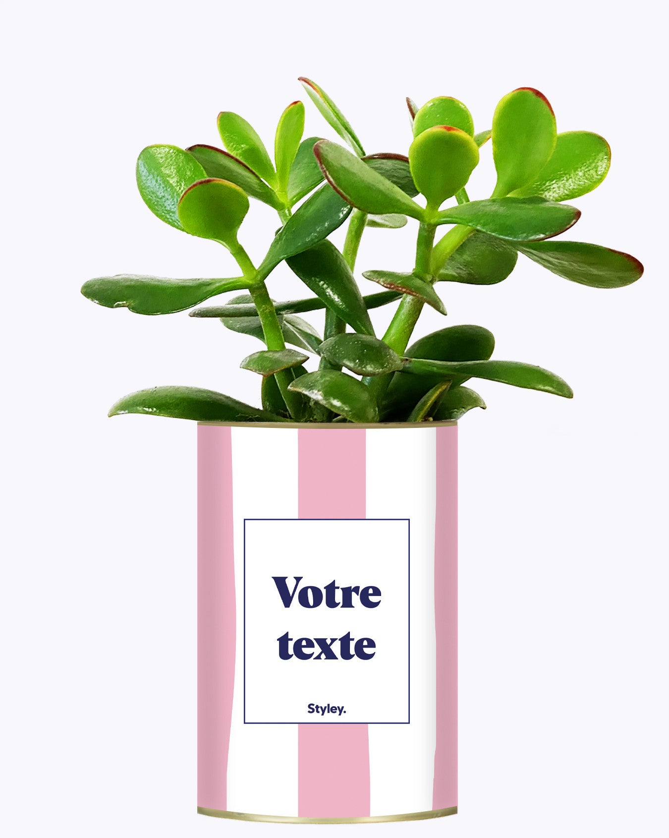 Rayures roses - Plante personnalisable