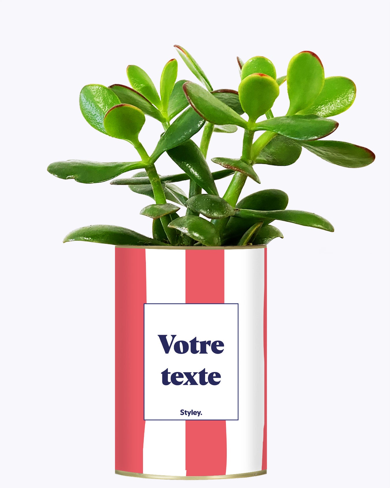 Rayures corail - Plante personnalisable
