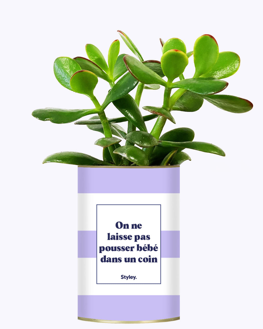 On ne laisse pas pousser bébé dans un coin - Cactus