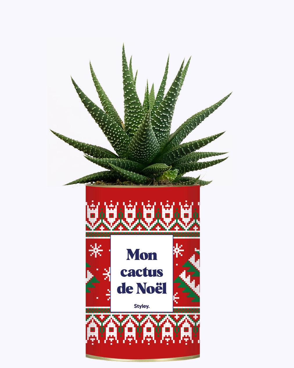 Mon cactus de Noël - Cactus