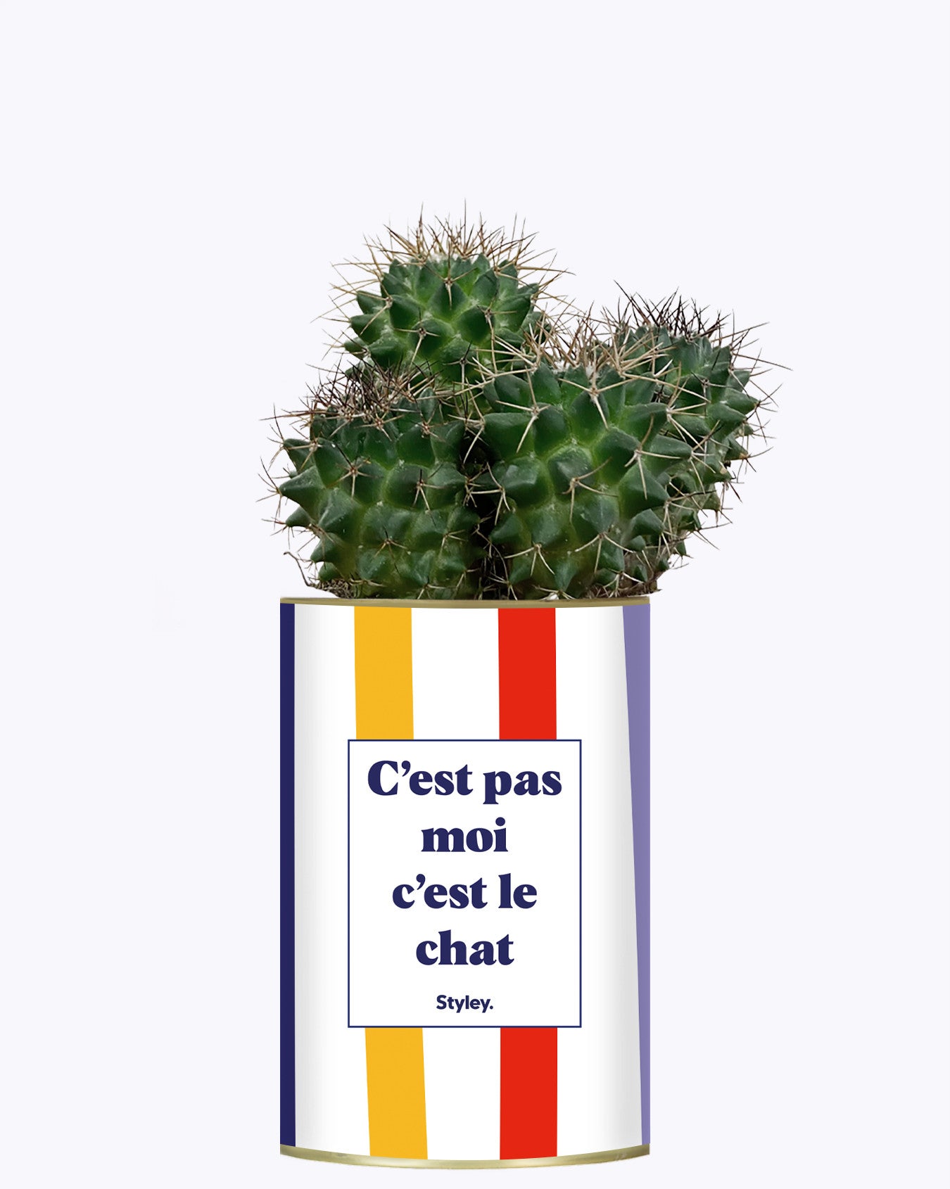 C'est pas moi c'est le chat - Cactus