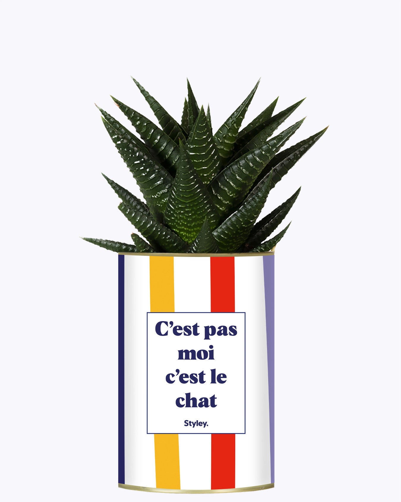 C'est pas moi c'est le chat - Cactus