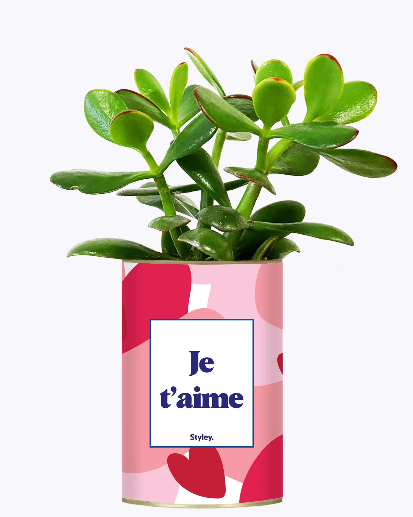 Aime - Saint Valentin - Cactus