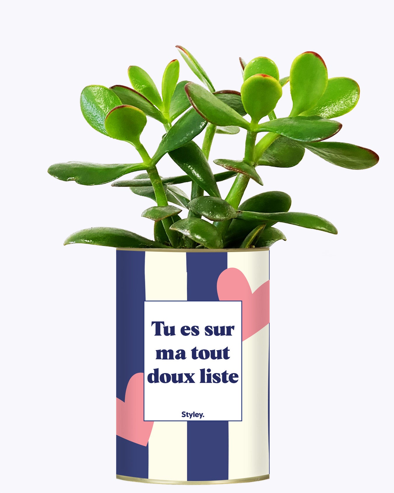 Tout doux list - Cactus