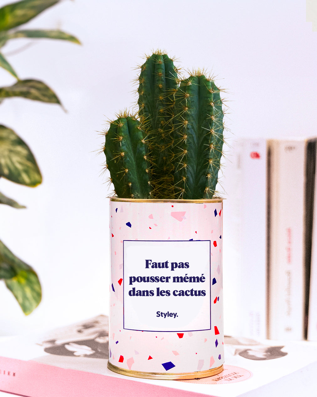 Faut pas pousser mémé dans les cactus - Cactus